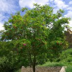 Agát biely (Robinia pseudocacacia) ´UMBRACULIFERA´ - výška 350-400 cm, obvod kmeňa 20/25 cm, kont. C130L (-34°C)